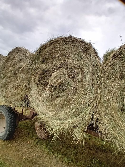 De vanzare baloti rotunzi de otava .