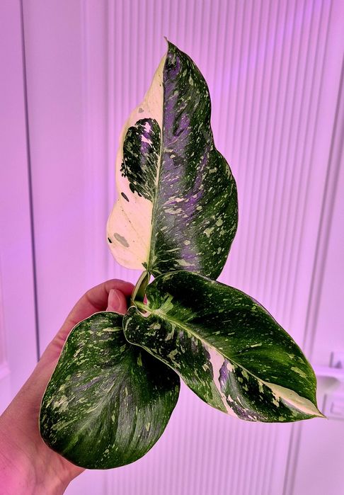 Филодендрон хосе буено