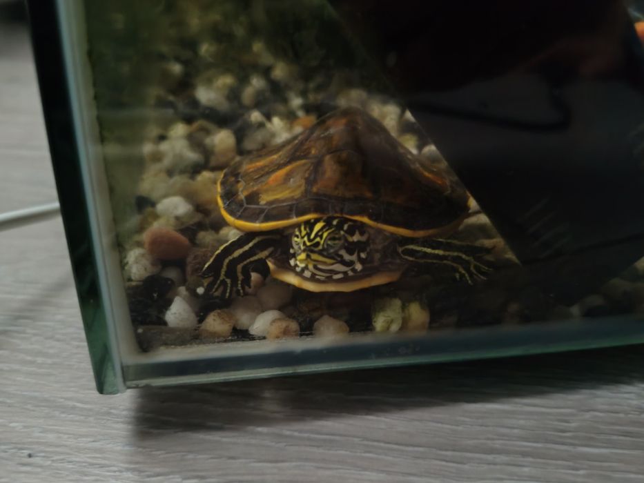 Vând broască țestoasă
