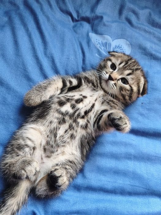 Котята Шотландцы