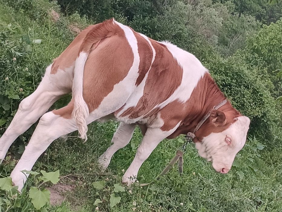 vitele de vanzare