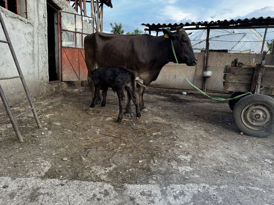 Vaca  bruna talie mare cu vitel langa ea