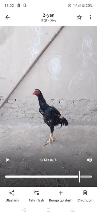 Қора шахзода хурозлар