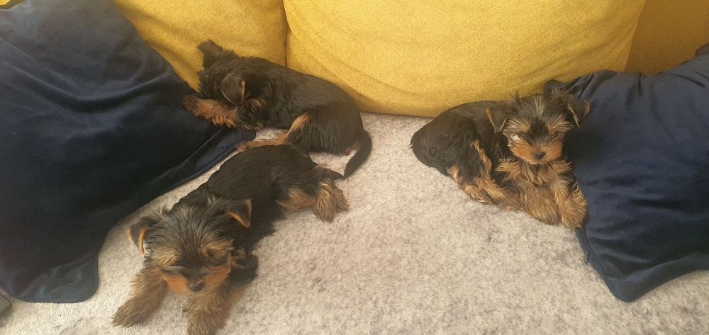 Мини йоркширски териер-3 бр., момчета, баща 1, 800 кг., майка 2 ,800 к