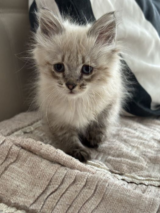 отдам котенка в добрые руки