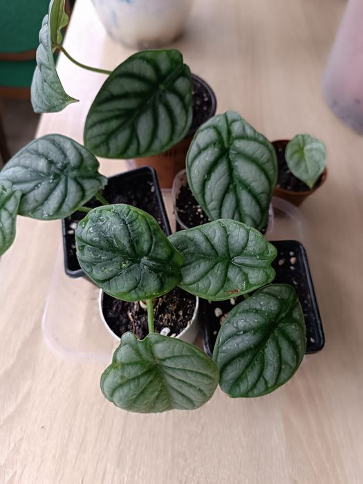 Продам сортовую алоказию