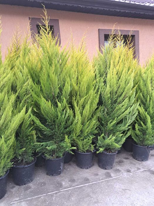 Vând magnolie, leylandi, spirală, pon pon, bonsai, măslin, gazon, tei