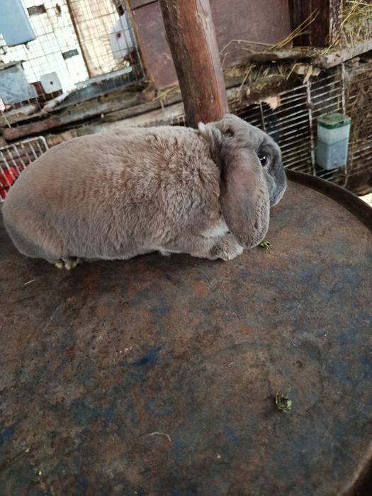 Berbec Rex pitic albastru și izabel