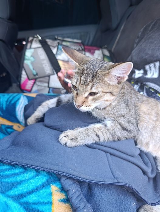 Котёнок в добрые руки
