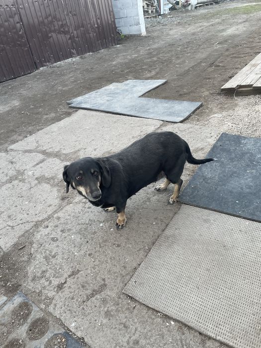 Продается сука 3 годика