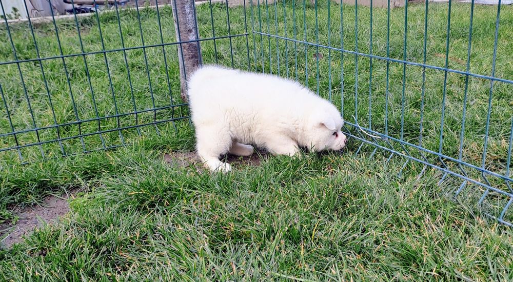 Японска акита ину