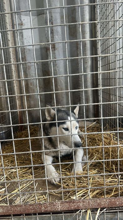 Девочка хаски стерильная ищет дом