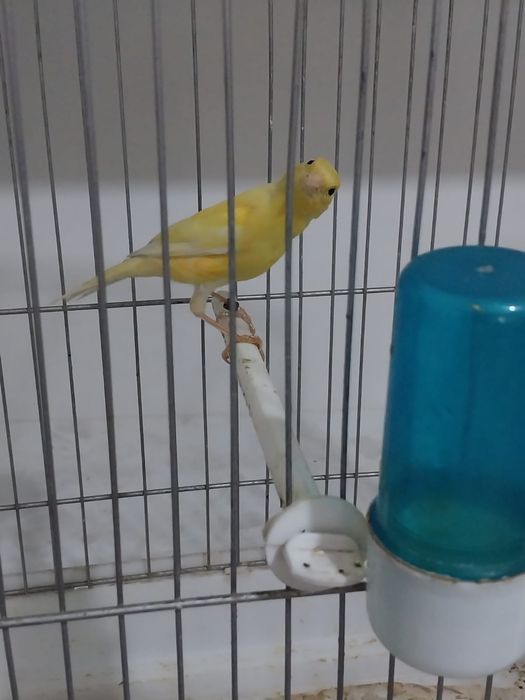 Продаётся канарейка тройник 5 месяцев, самец