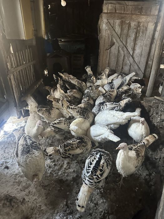 Индюки на развидение