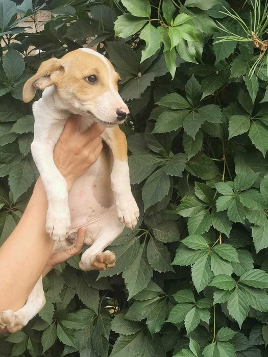 Послушные щенята