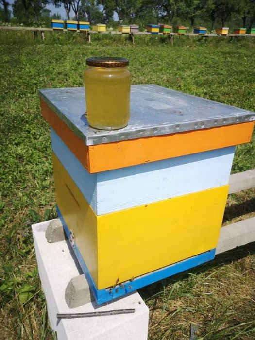 Miere de albine salcâm