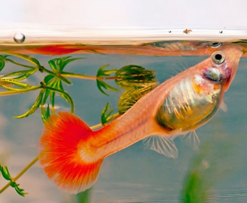 Продам акватиумых рыбок гуппи