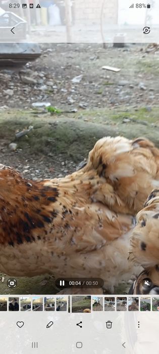 Yaron tuxumi sotiladi