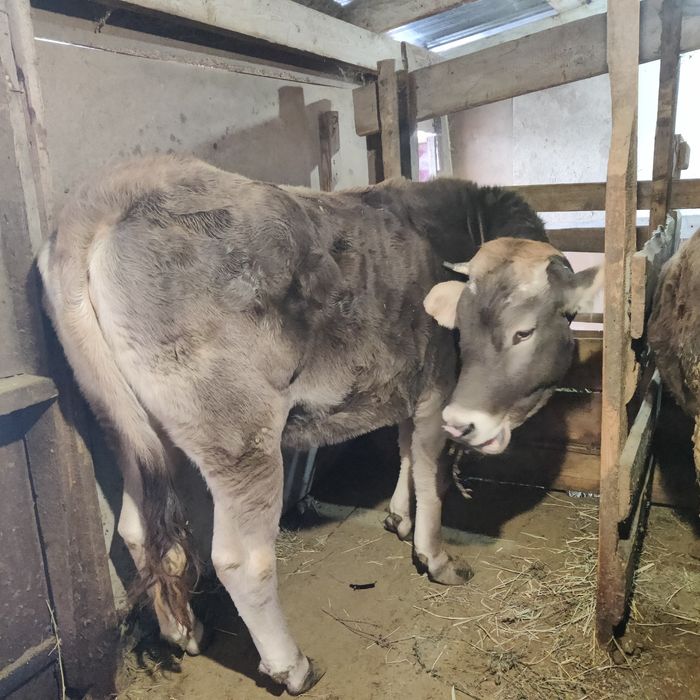 Тёлка алатауская