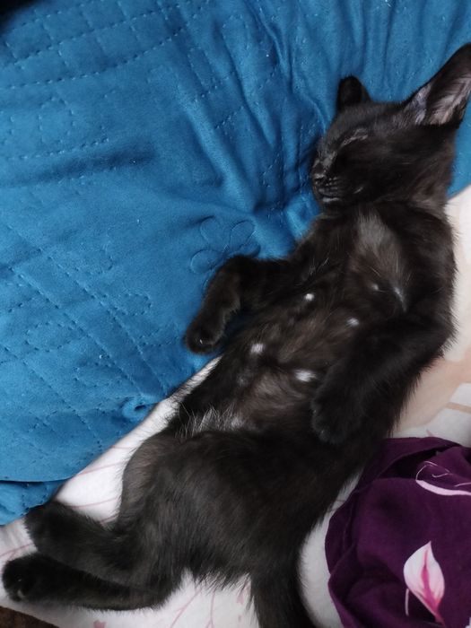 Отдам котят 2 месяца