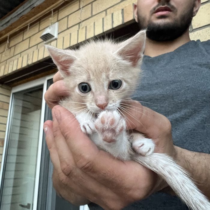 Котята 1 месяц