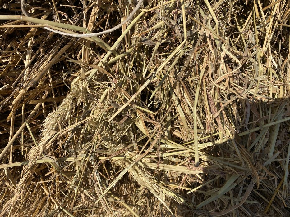 Продаем сено «Суданка»