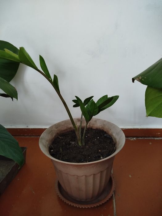 Растения комнатные