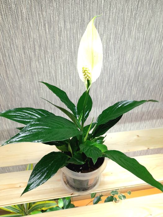 Продам Спатифиллум Сенсация