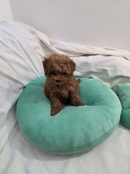 Maltipoo Korean teacup,  mini toy