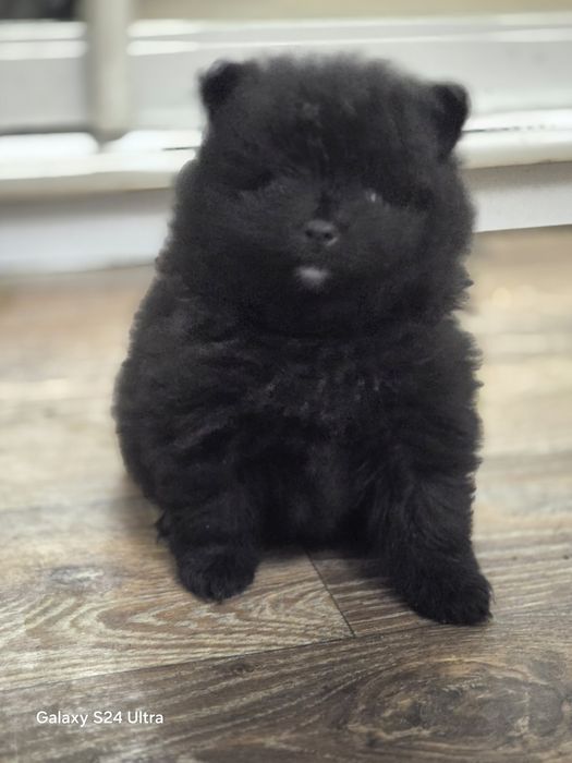 Минишпицы толстолапые