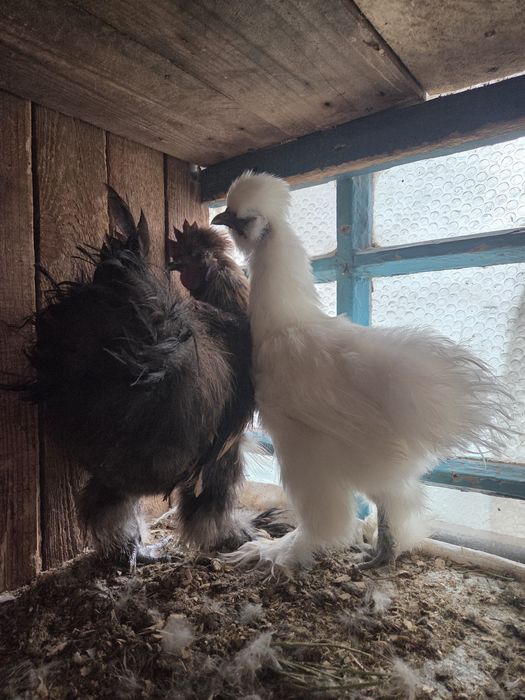 Продам молодую пару китайских шелковых.
