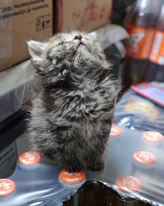 Отдам в добрые руки котёнка