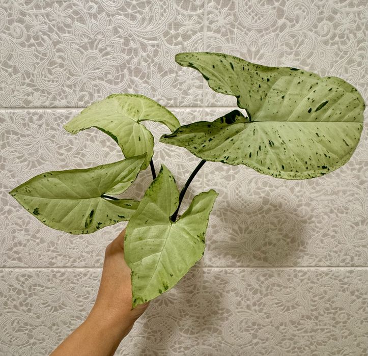 Сингониумы сортовые! Орегано! Комнатные цветы!