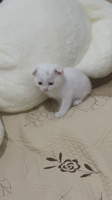 Котята девочки две белые одна серая