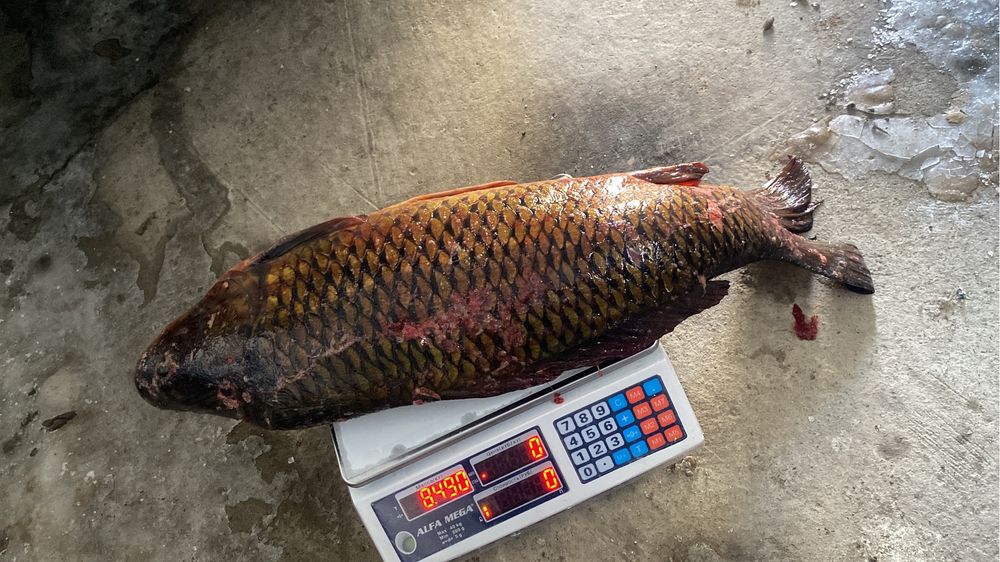 Продам свежий рыба сазан