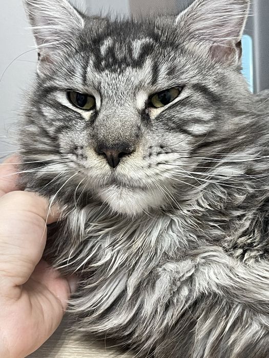 Меин Кун на вязку