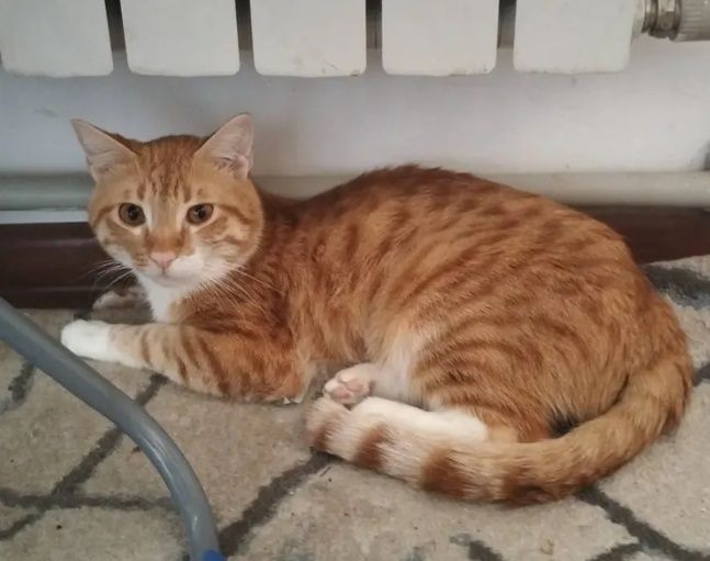 Отдам рыжего кота