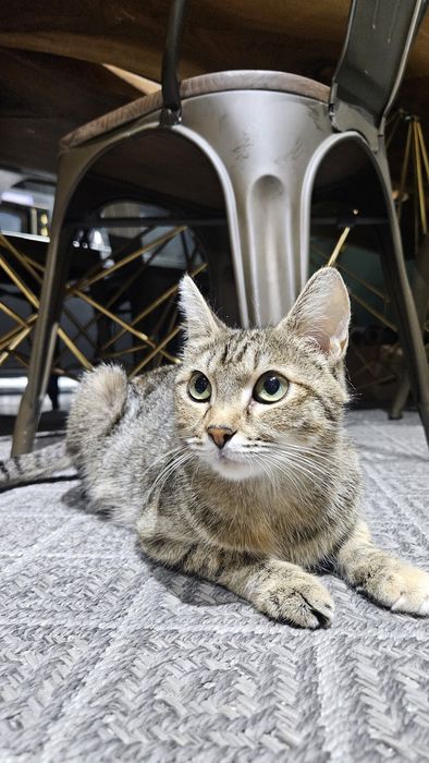 Найдена кошка ауэзовский рн