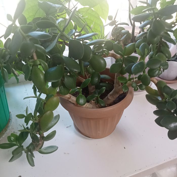 Комнатные растения