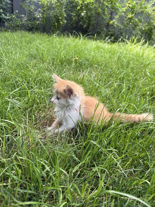 Отдам котёнка в добрые руки