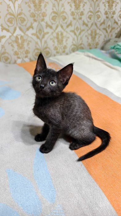 Добрые и ласковые котята