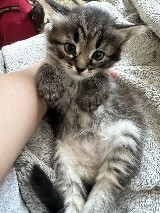 Отдам котят БЕСПЛАТНО