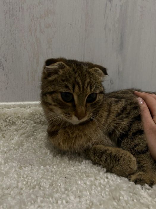 Кошечка скоттишь-фолд