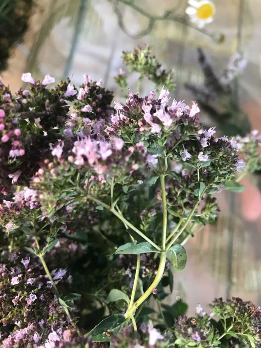 Сушенные Тимьян (Чабрец Богородская трава).