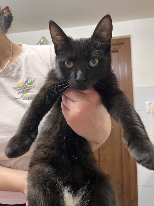 Ofer spre adoptie o pisica