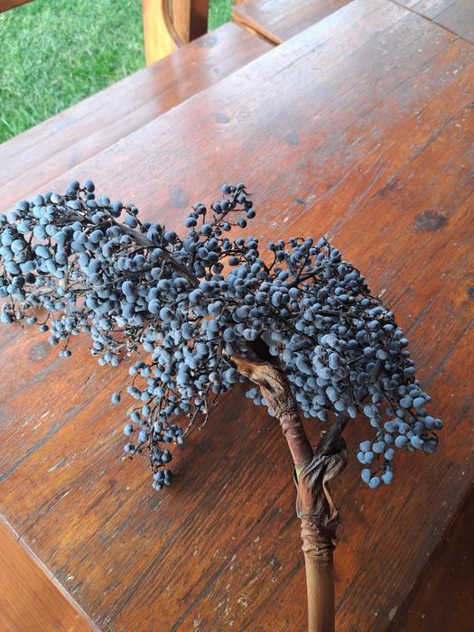 Студоустойчива палма ,,Трахикампос