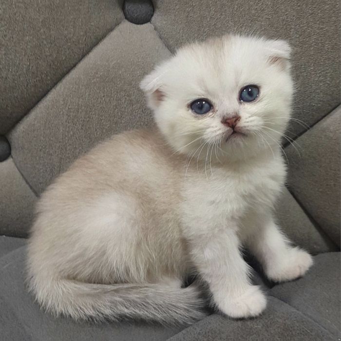 Продаются два серебристых котёнка,шиншилла.