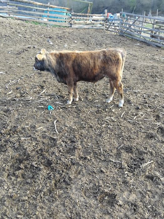 Taur și tăurași de vânzare