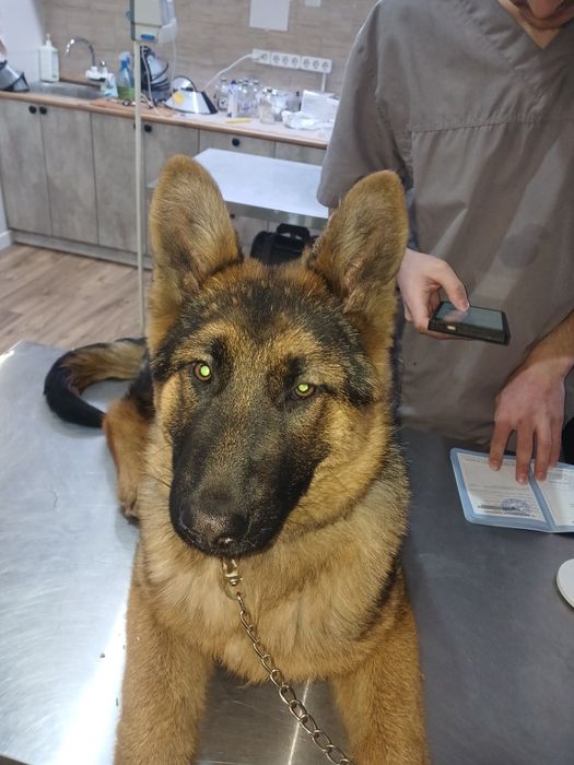 Чистакровны Немецки овчаркарка