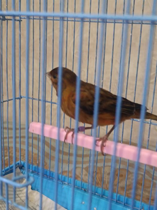 Konoreykala sotiladi